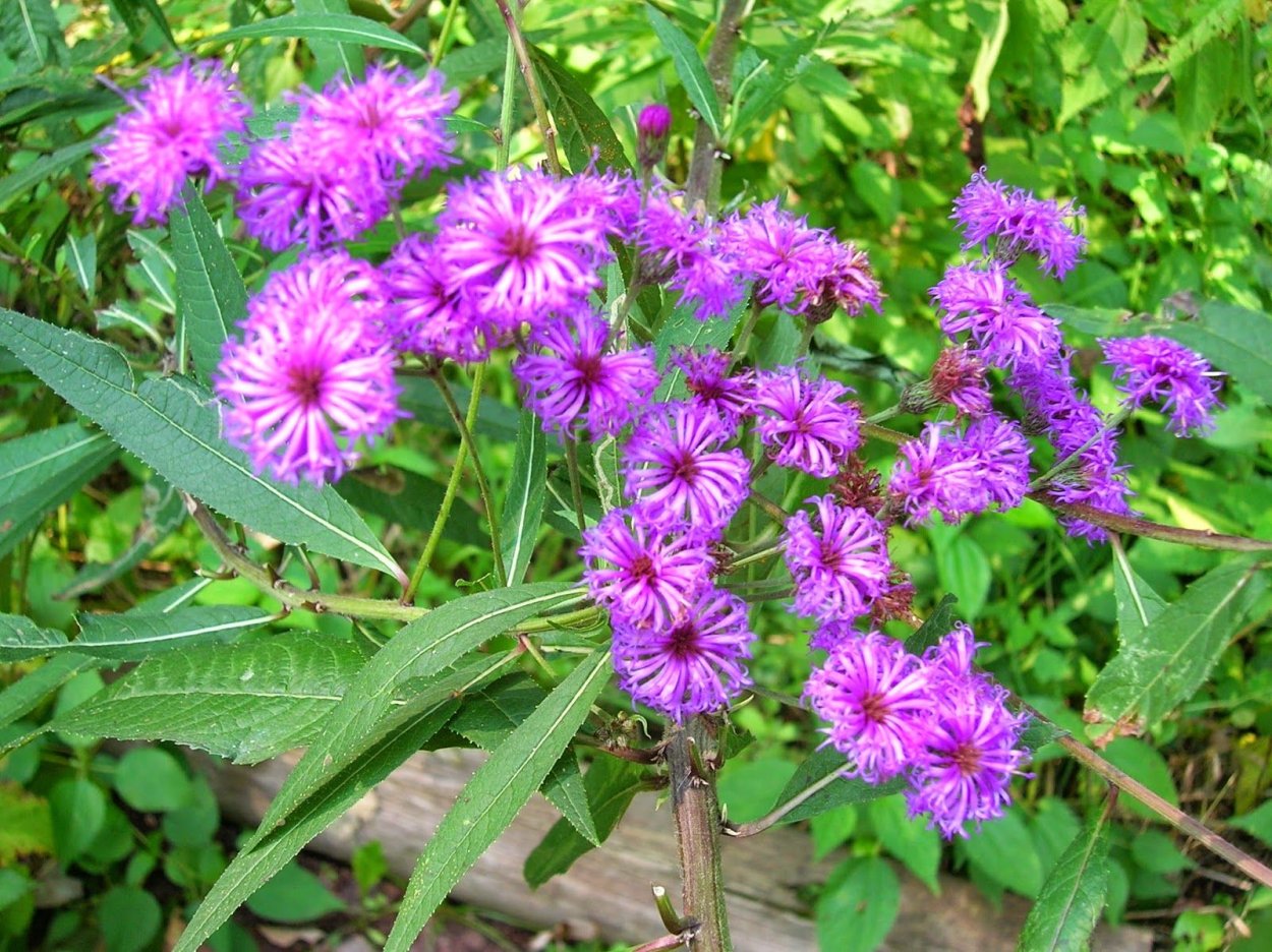 Посконник ароматный Eupatorium aromaticum