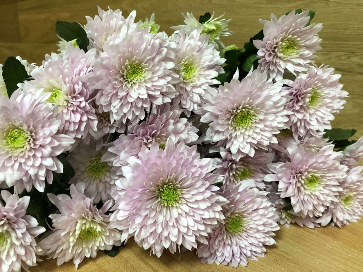 Хризантема куст Фианна