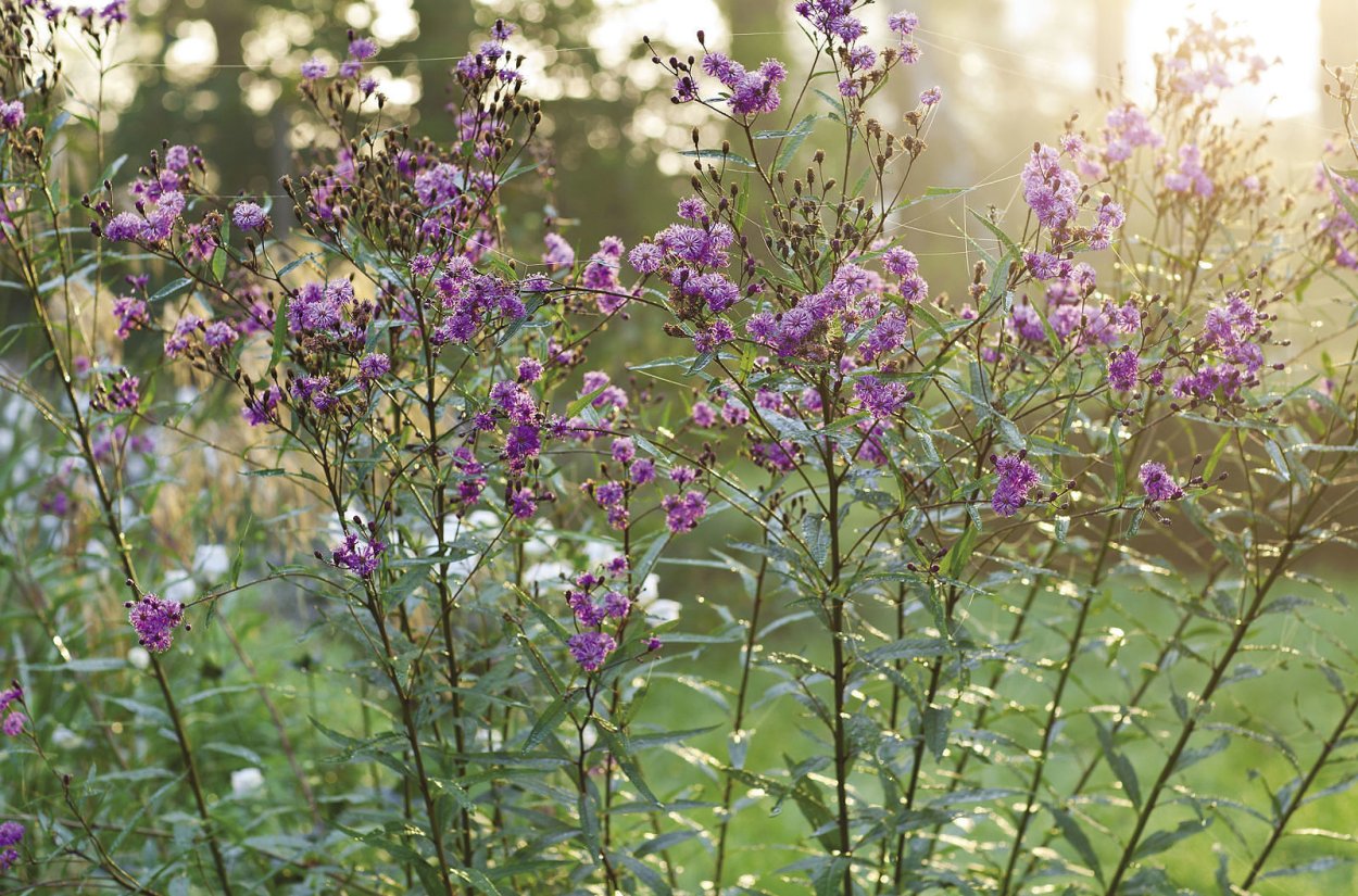Вернония Нью-Йоркская