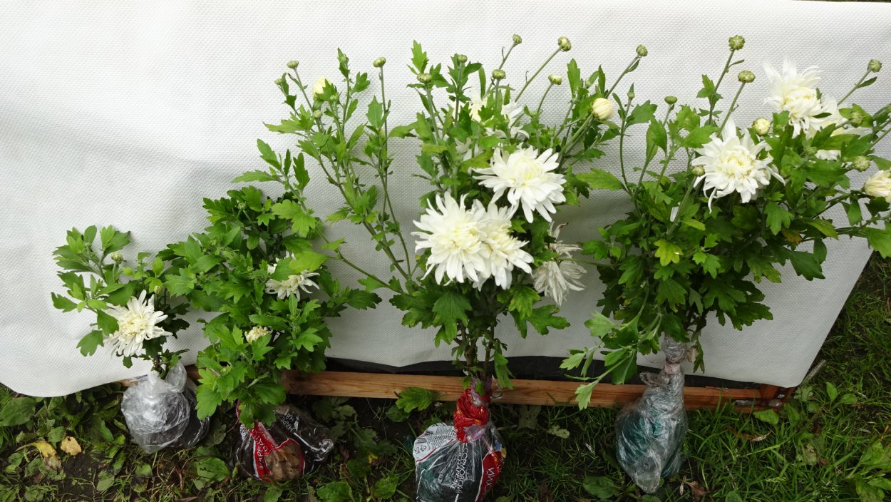 Хризантема Яблоневый цвет