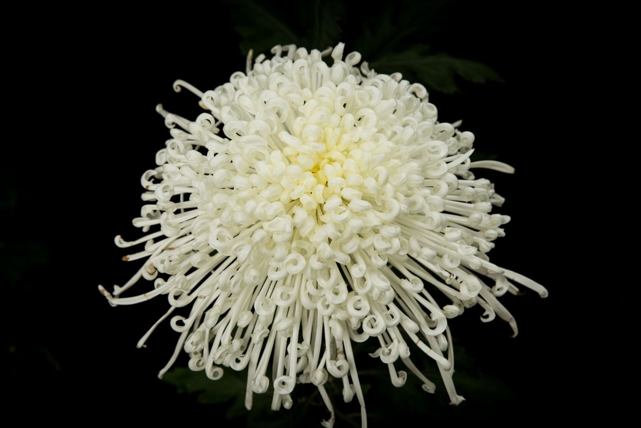 Хризантема одноголовая пинг понг