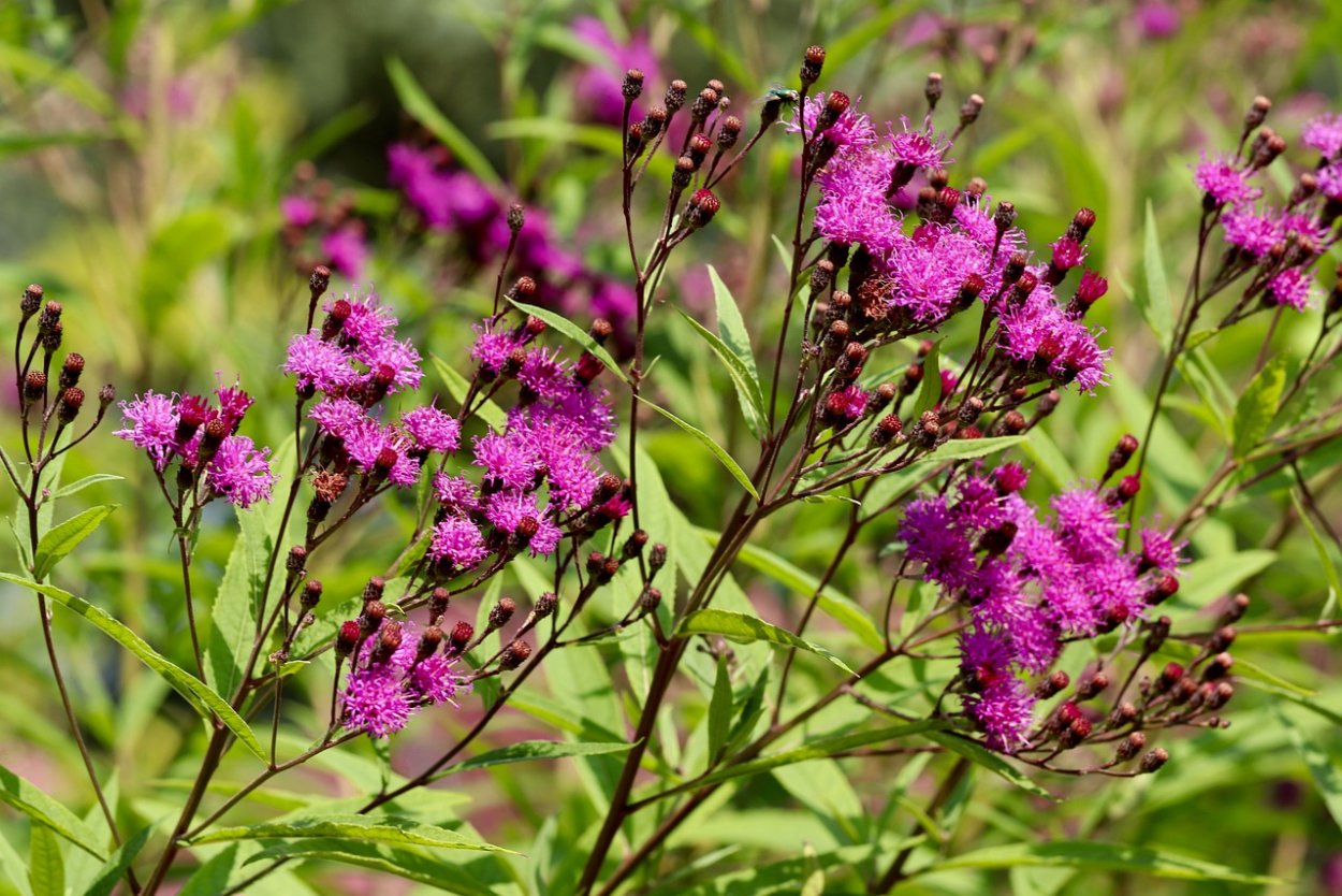 Vernonia noveboracensis