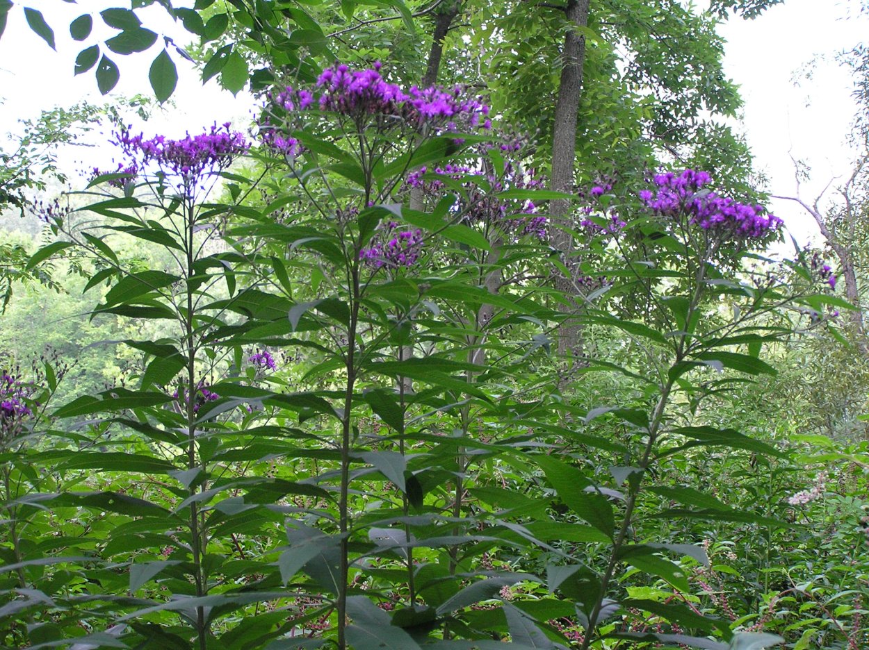 Vernonia noveboracensis