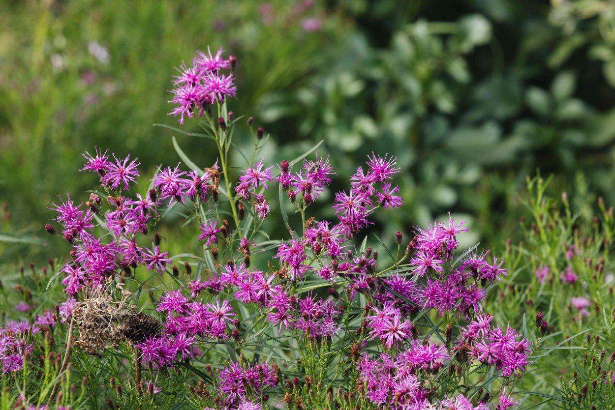 Вернония Эклиптика растение