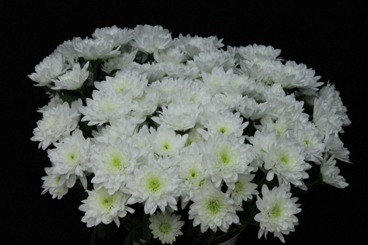 Хризантема Балтика Вайт