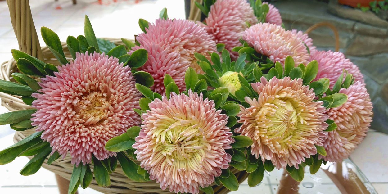 Астра китайская Хризантелла