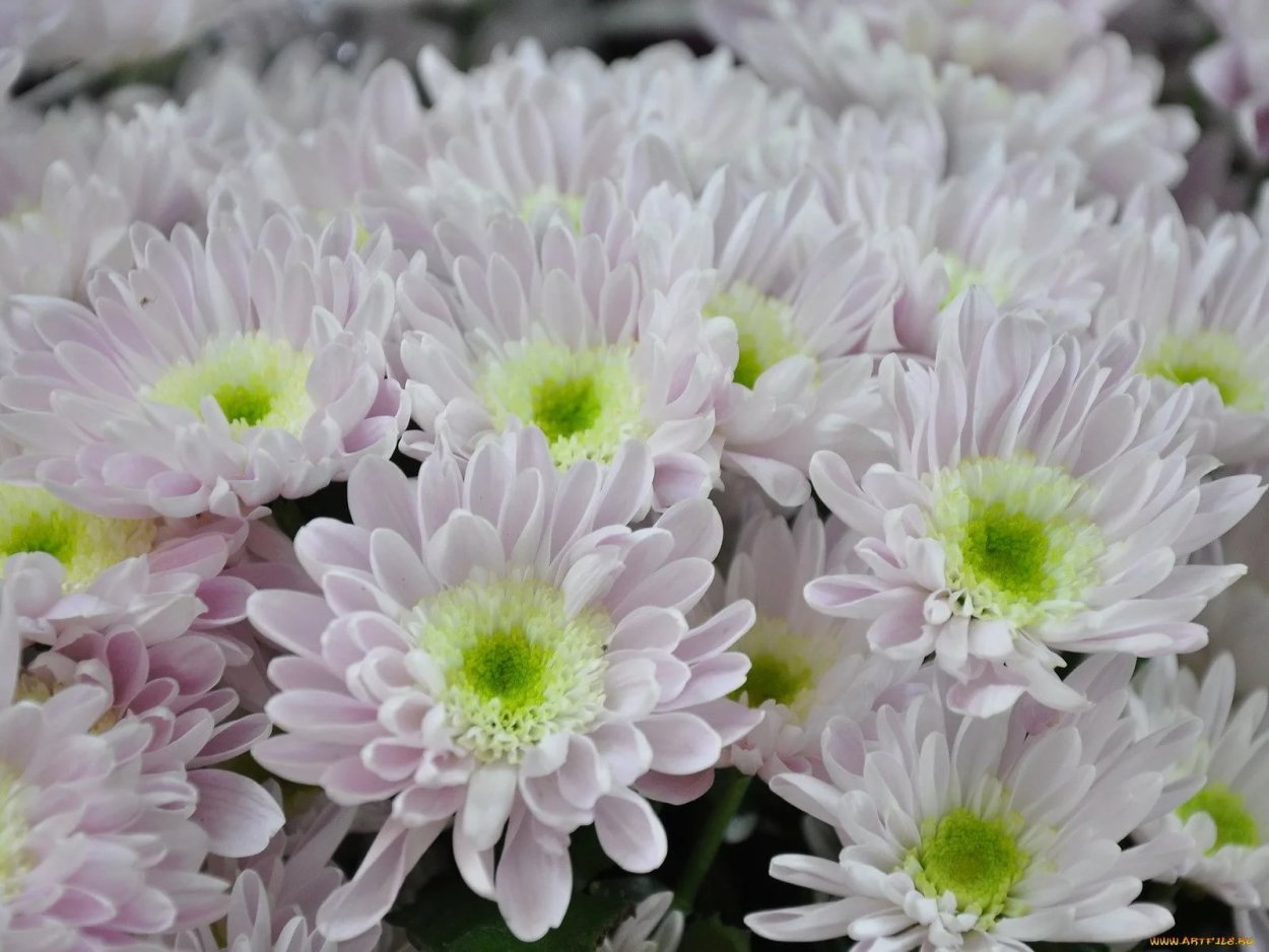 Хризантема кустовая фурор