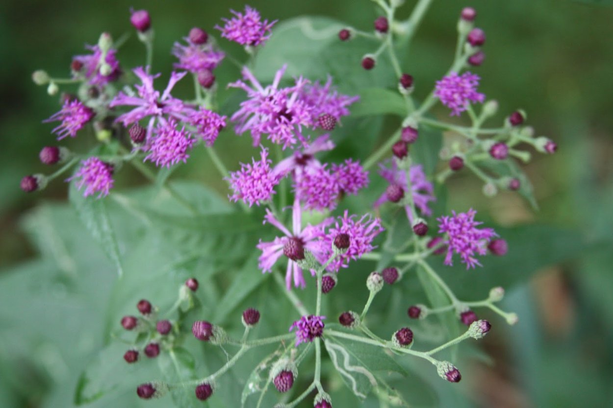 Вернония Арканзасская