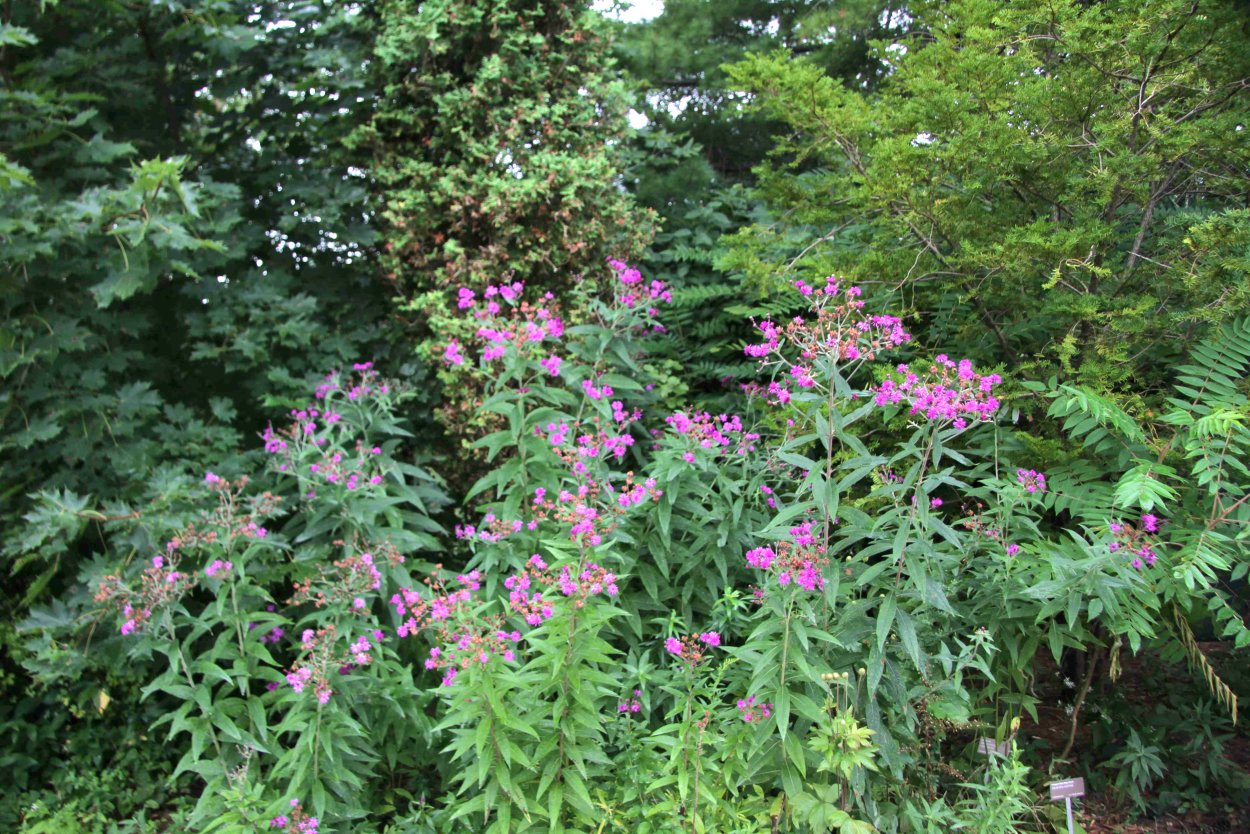 Соцветия растений