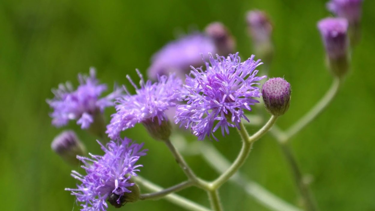 Верония Бухарская