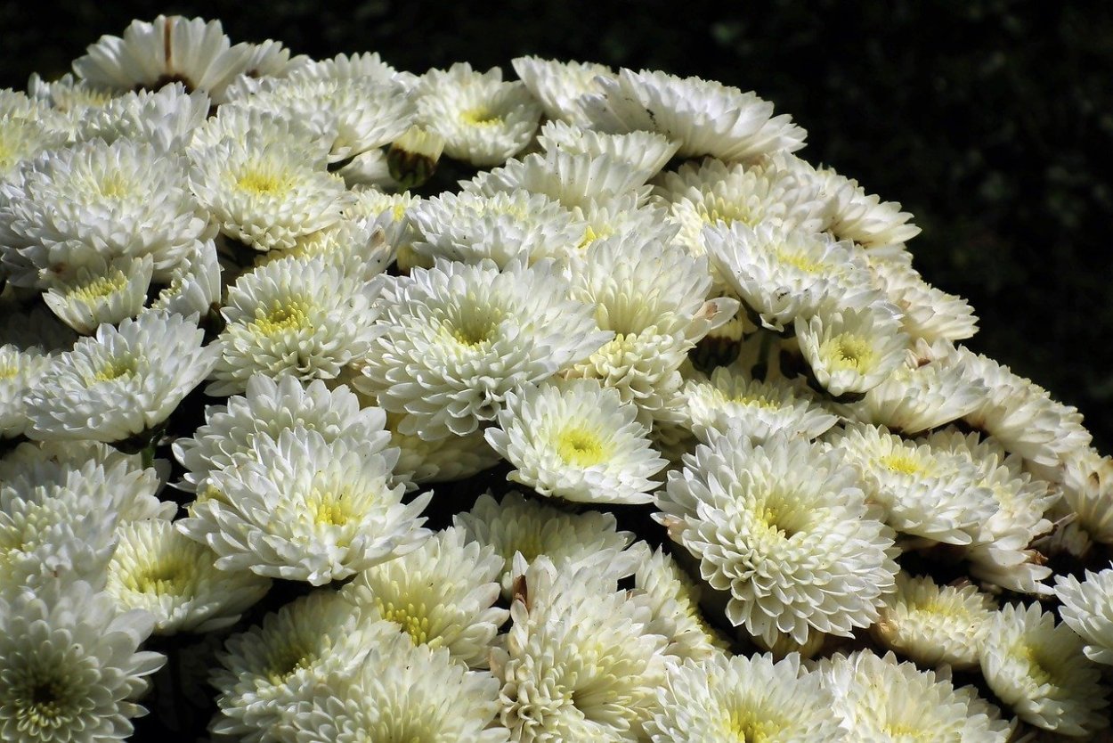 Хризантема Виена Вайт