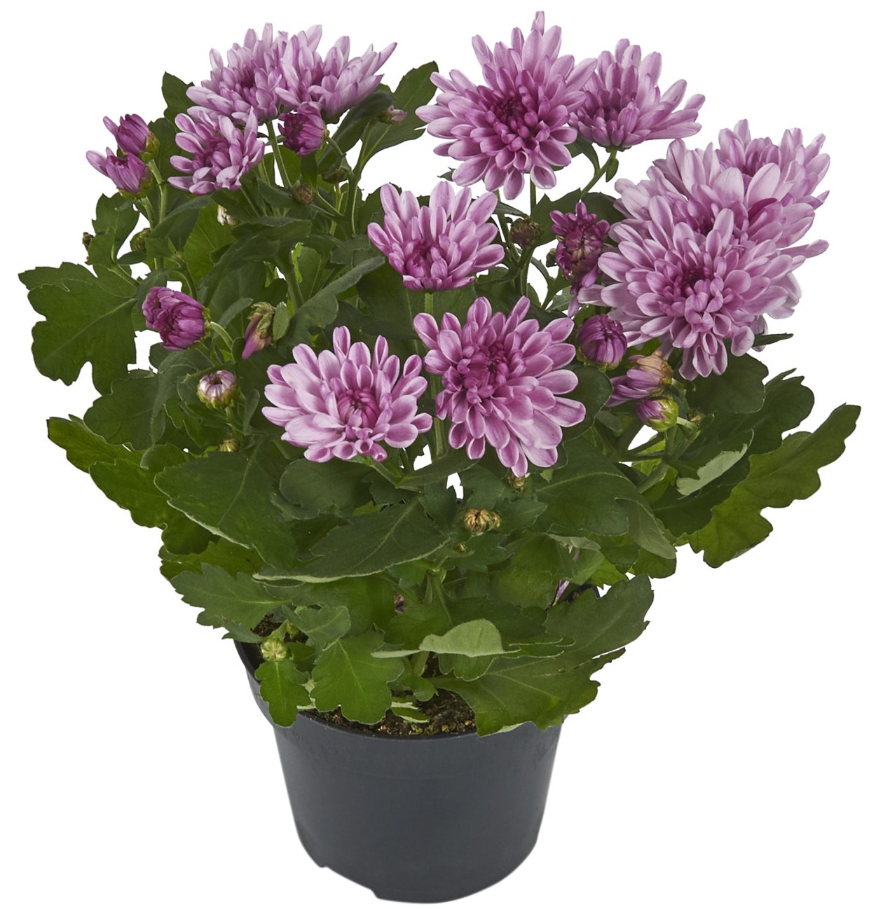 Хризантема индийская Фуджи бронз