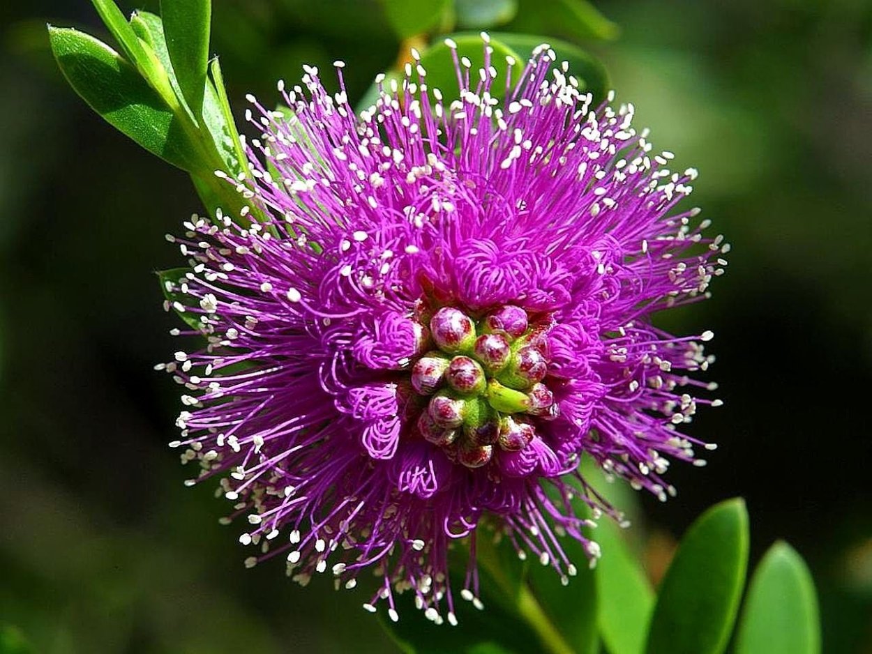 Вербена травянистая