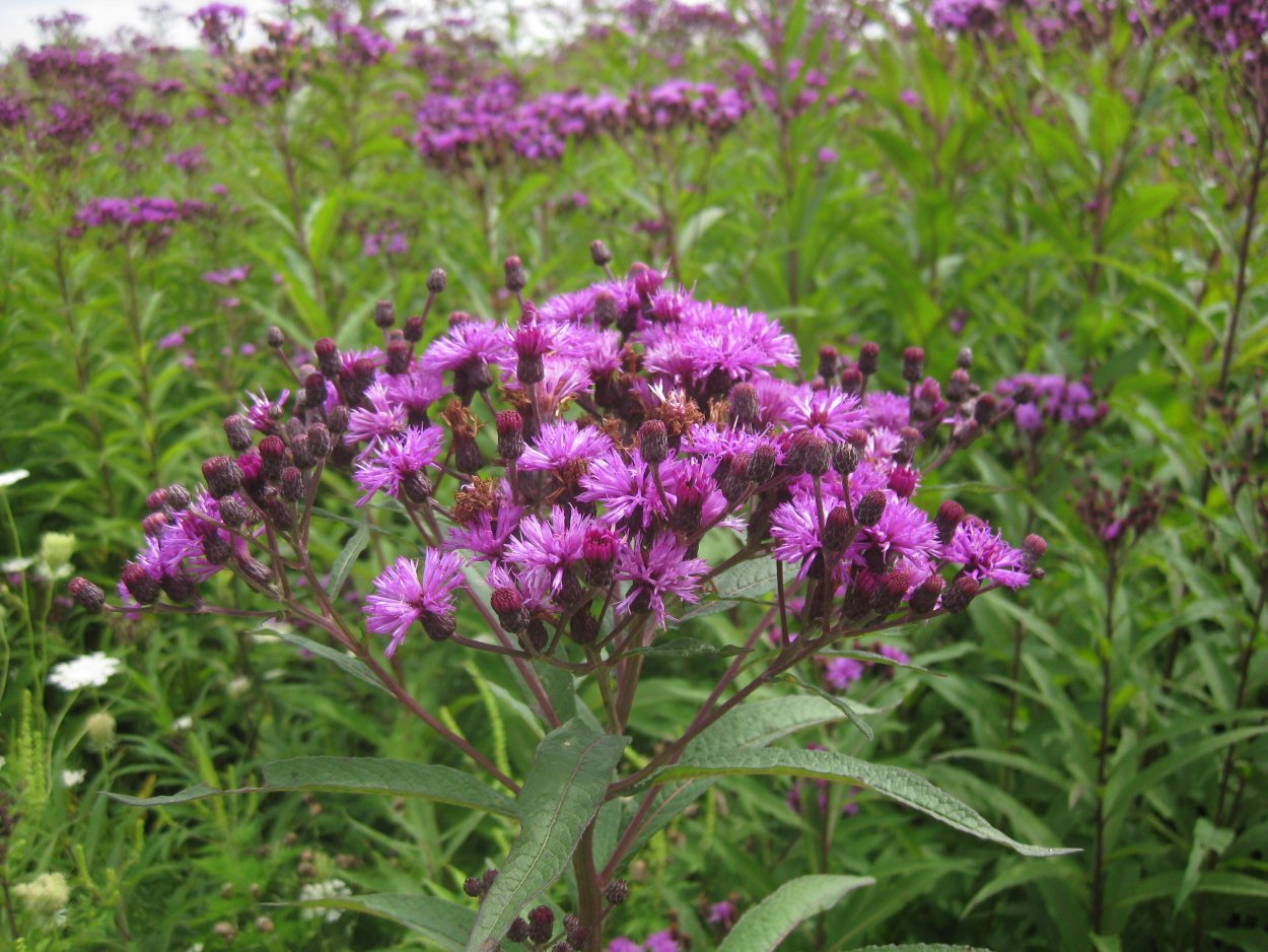 Чертополох (Ironweed)