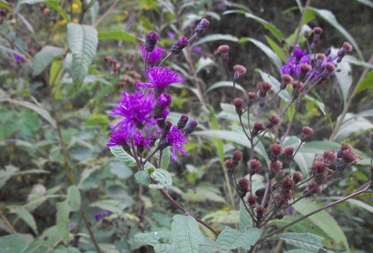 Железная трава растение