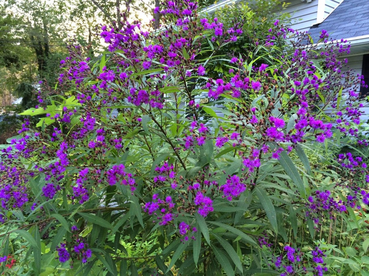 Вернония лекарственная