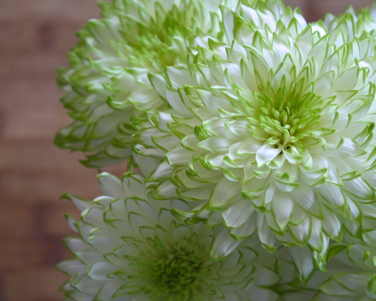 Хризантема Филин Грин