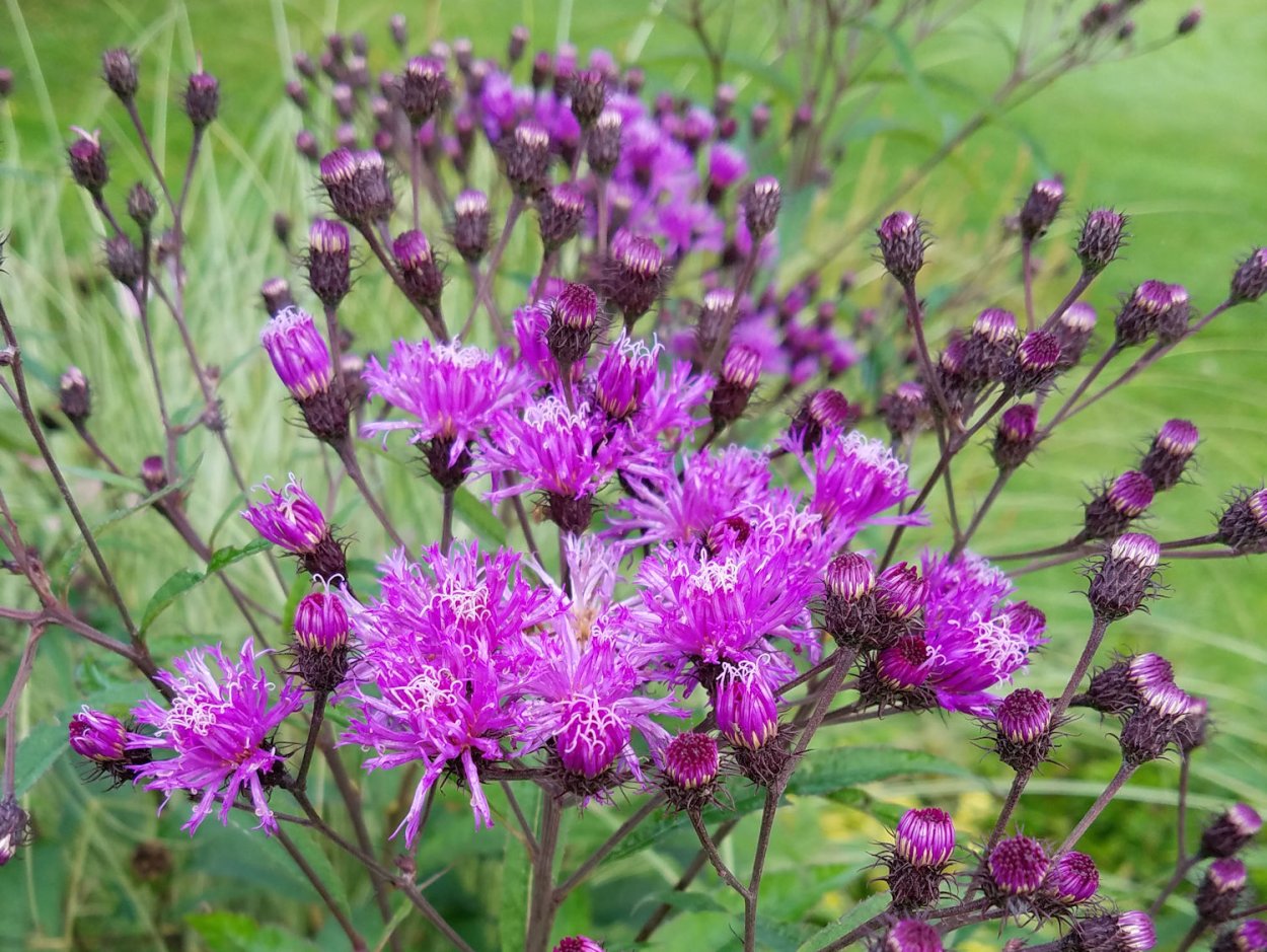 Вернония пепельная