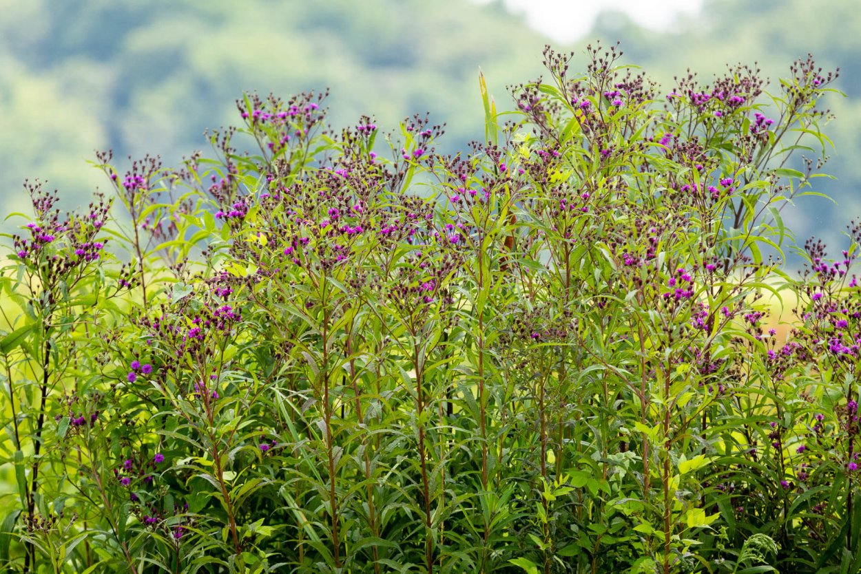 Вернония пепельная