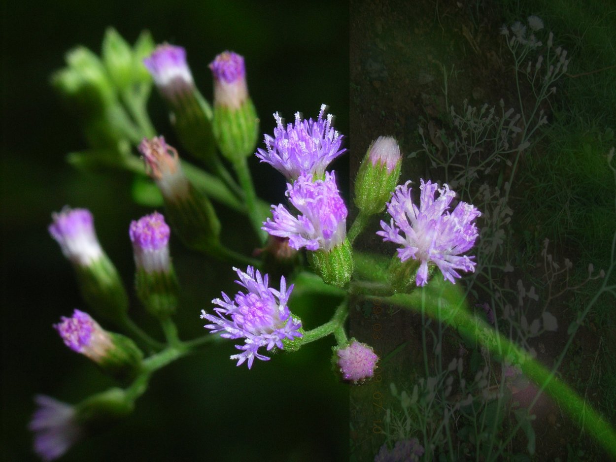 Vernonia noveboracensis