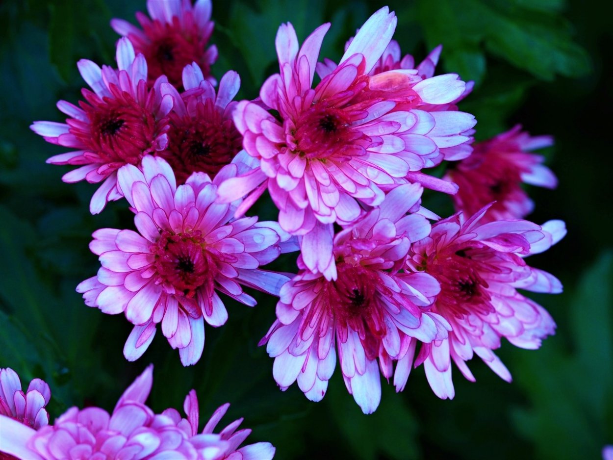 Хризантема пурпле Фловер