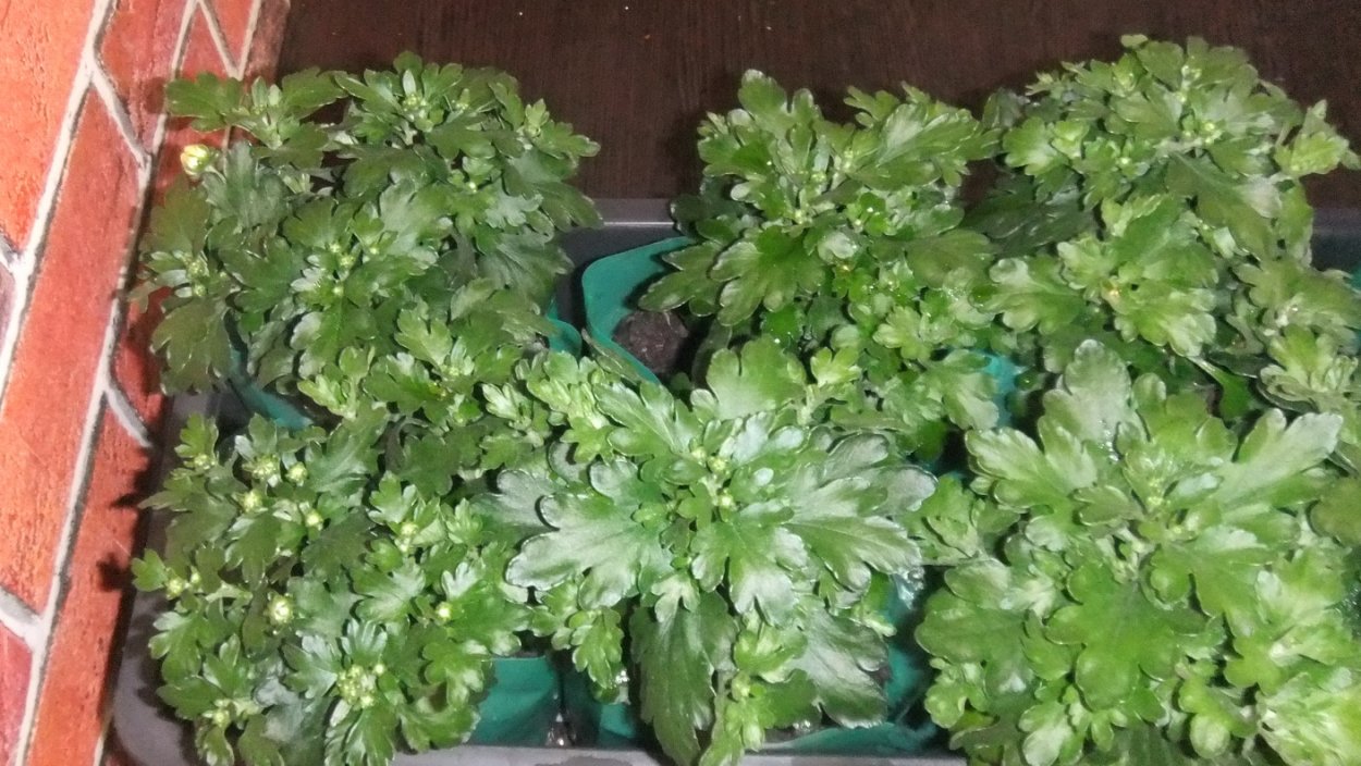 Укорененные черенки хризантемы мультифлора