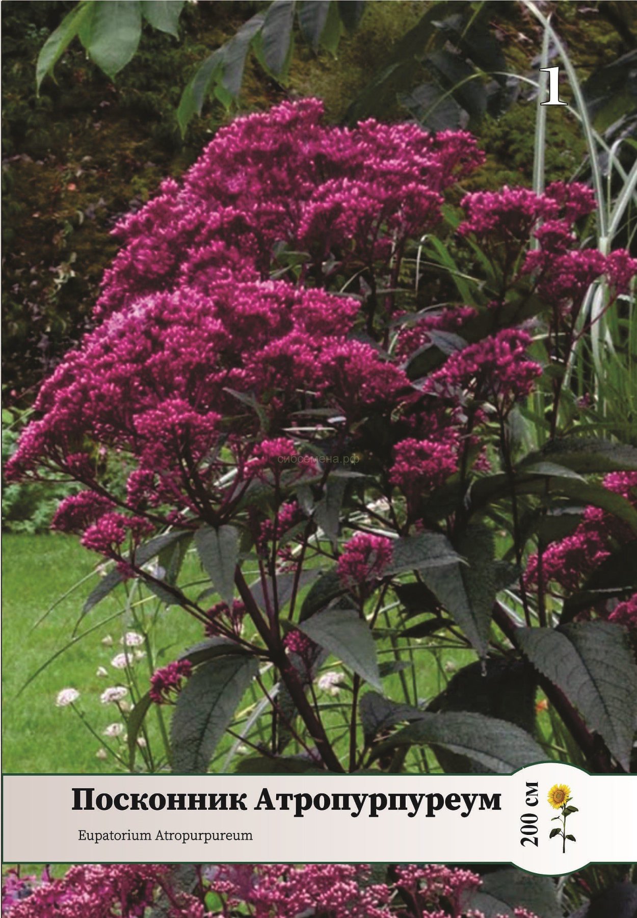 Летняя сирень Буддлея