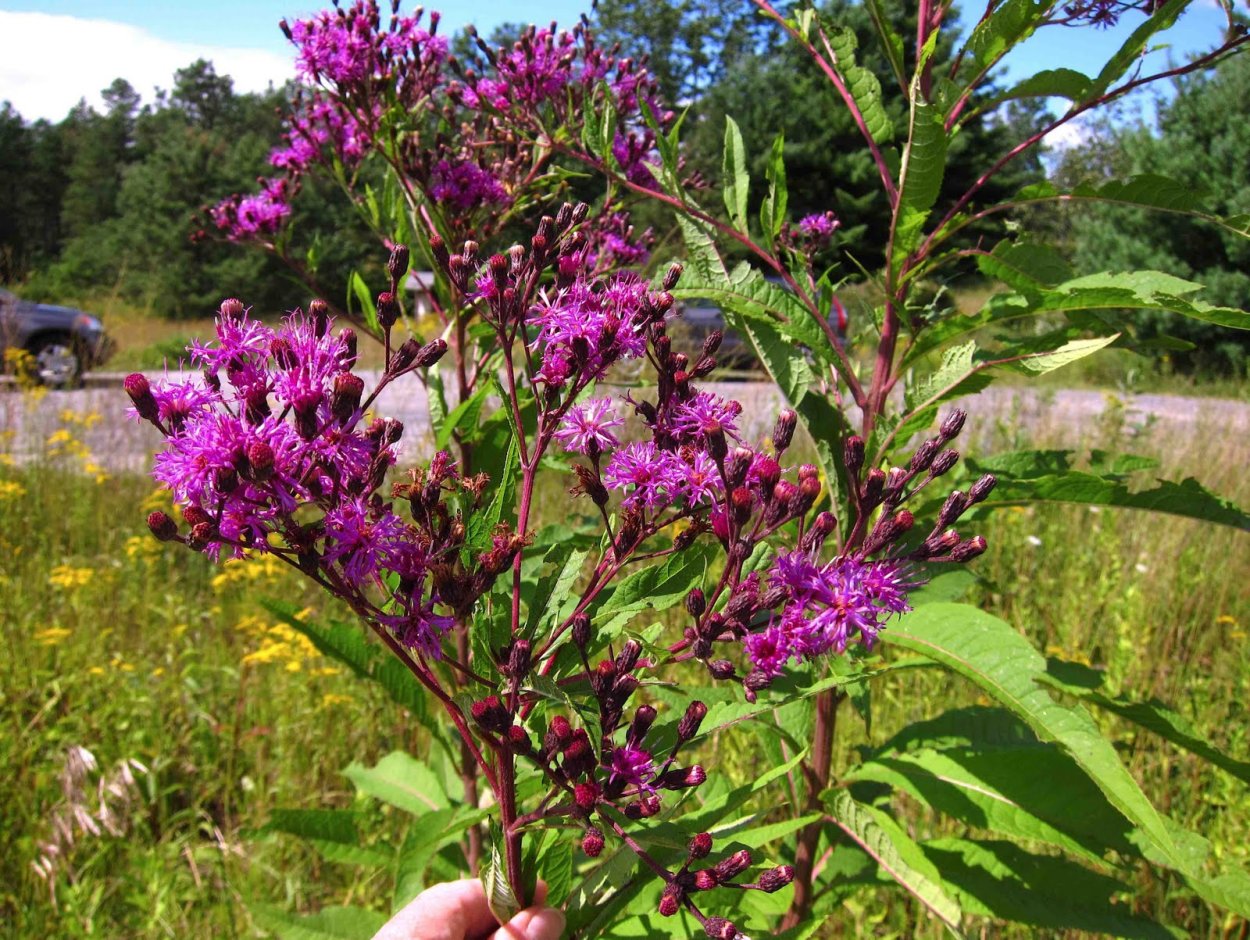 Противораковые растения