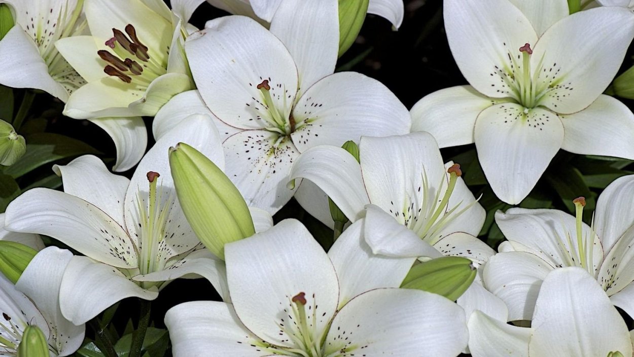 Лилия Брайт бриллиант (Лоо-гибрид)