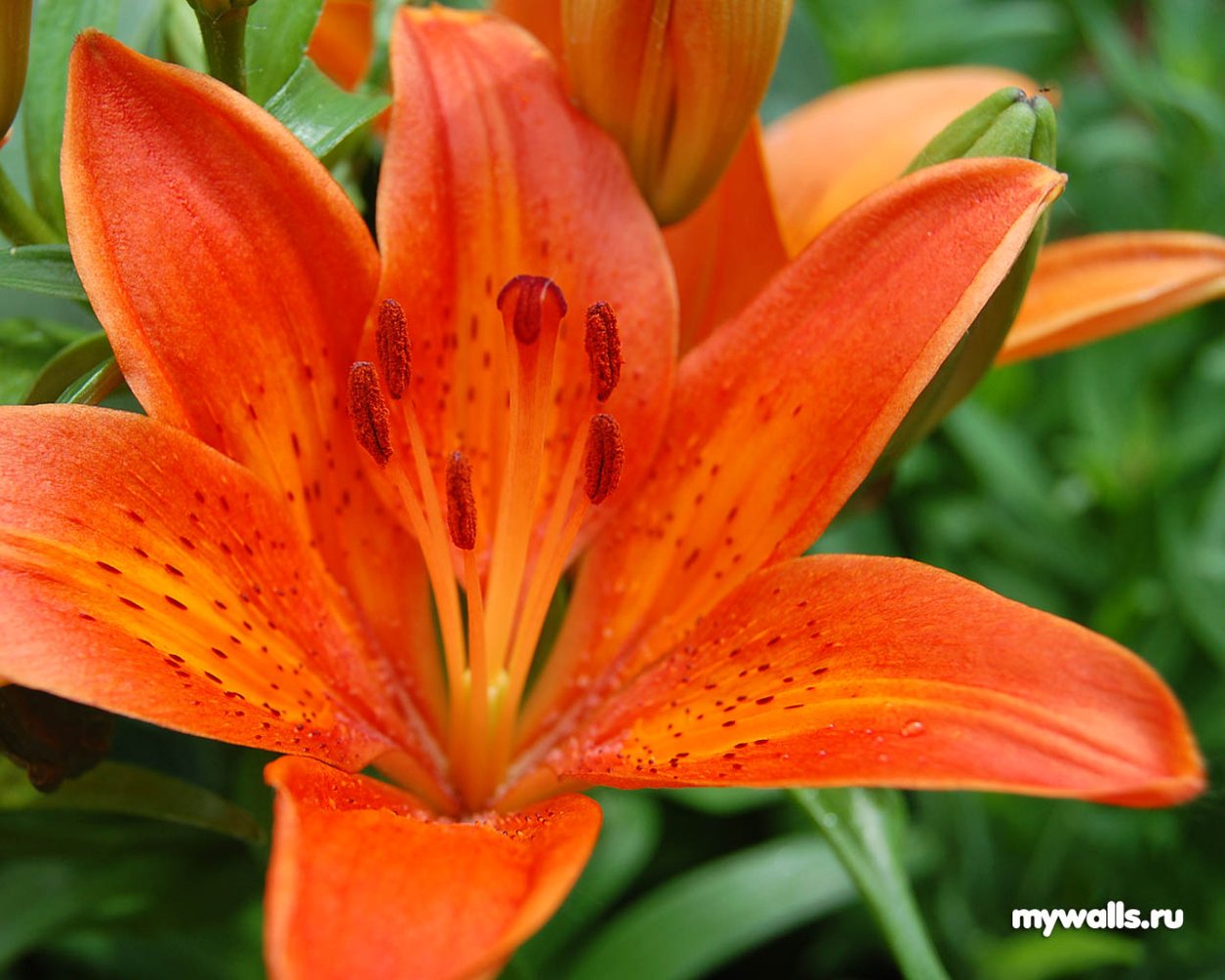 Лилия el Capitan