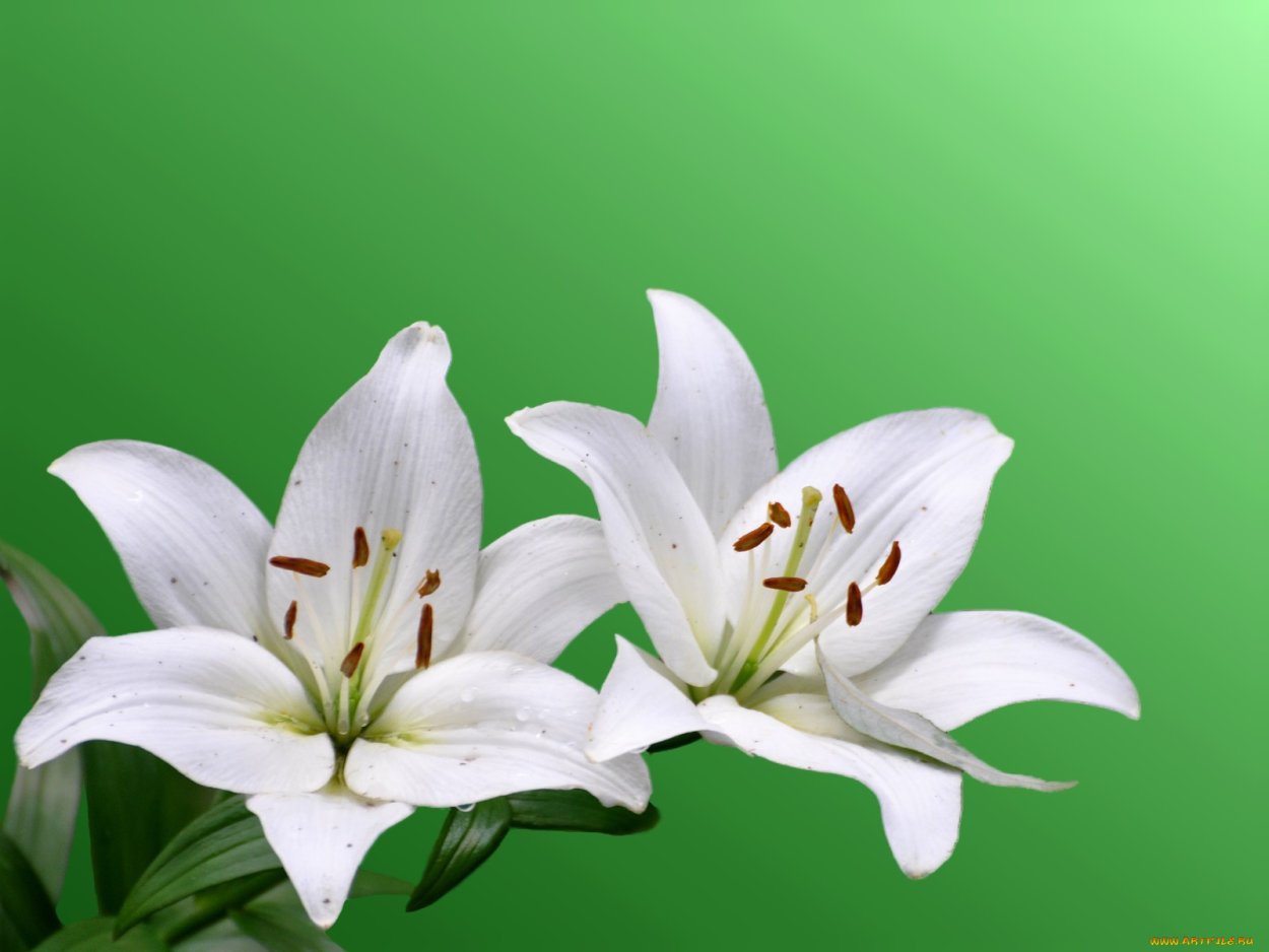 Лилия сорт Пикассо