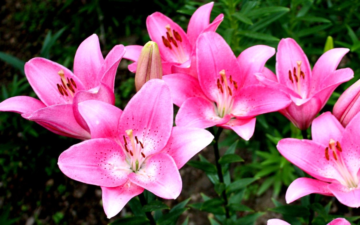 Stargazer Lilies цветы