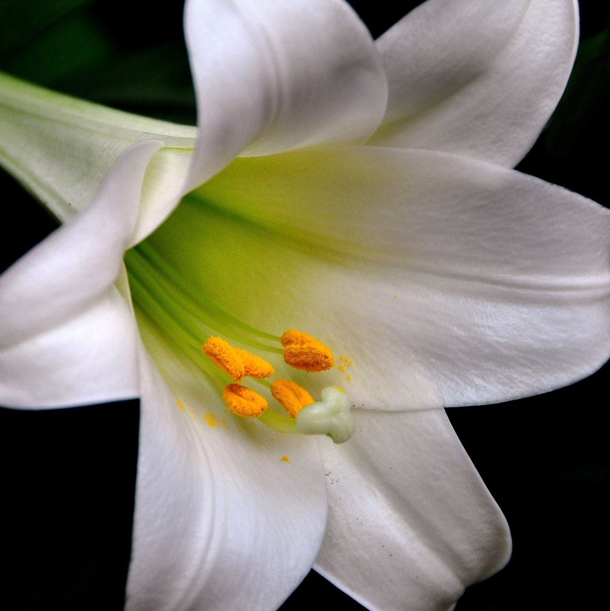 Лилия Болд игл