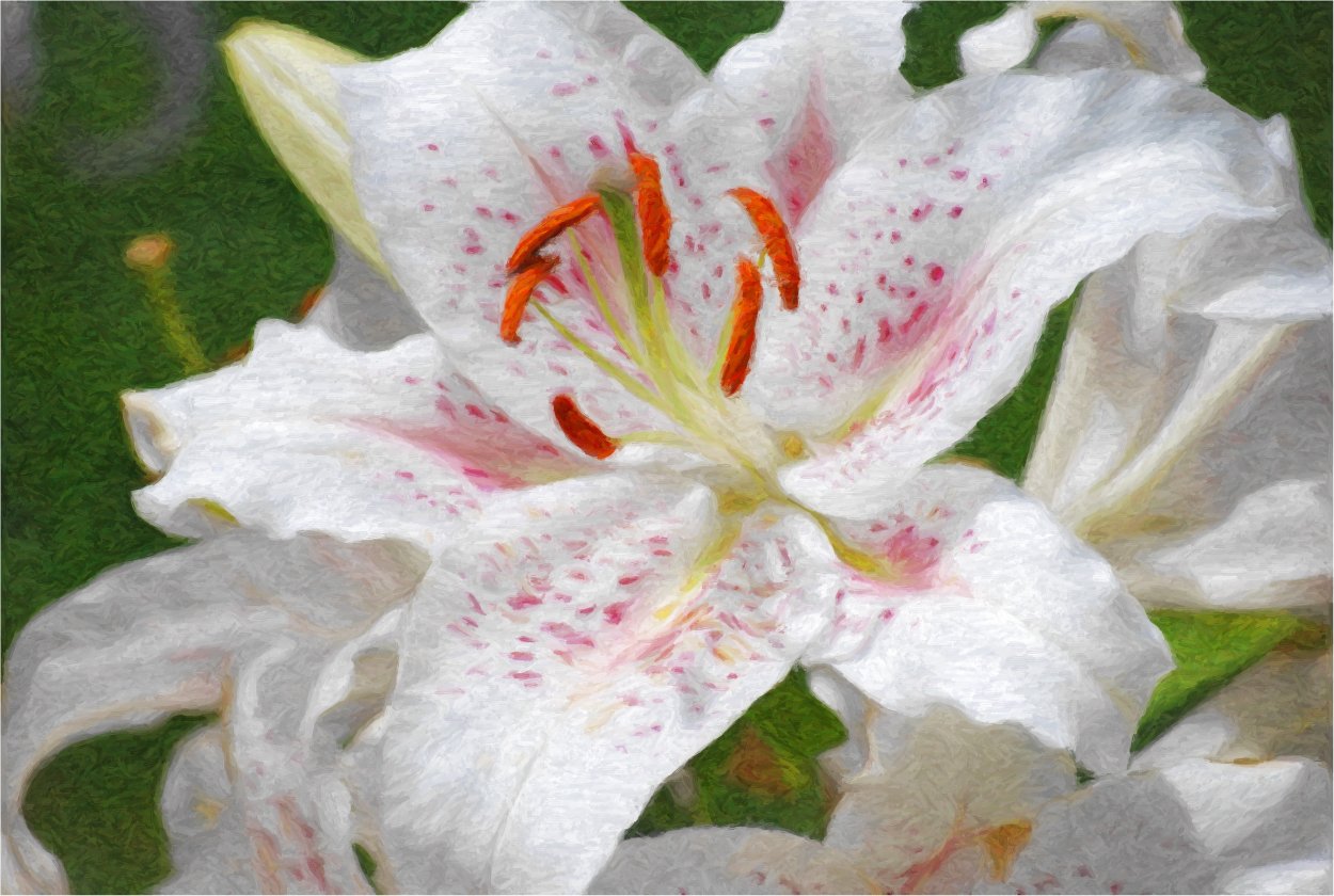 Лилия Восточная Muscadet