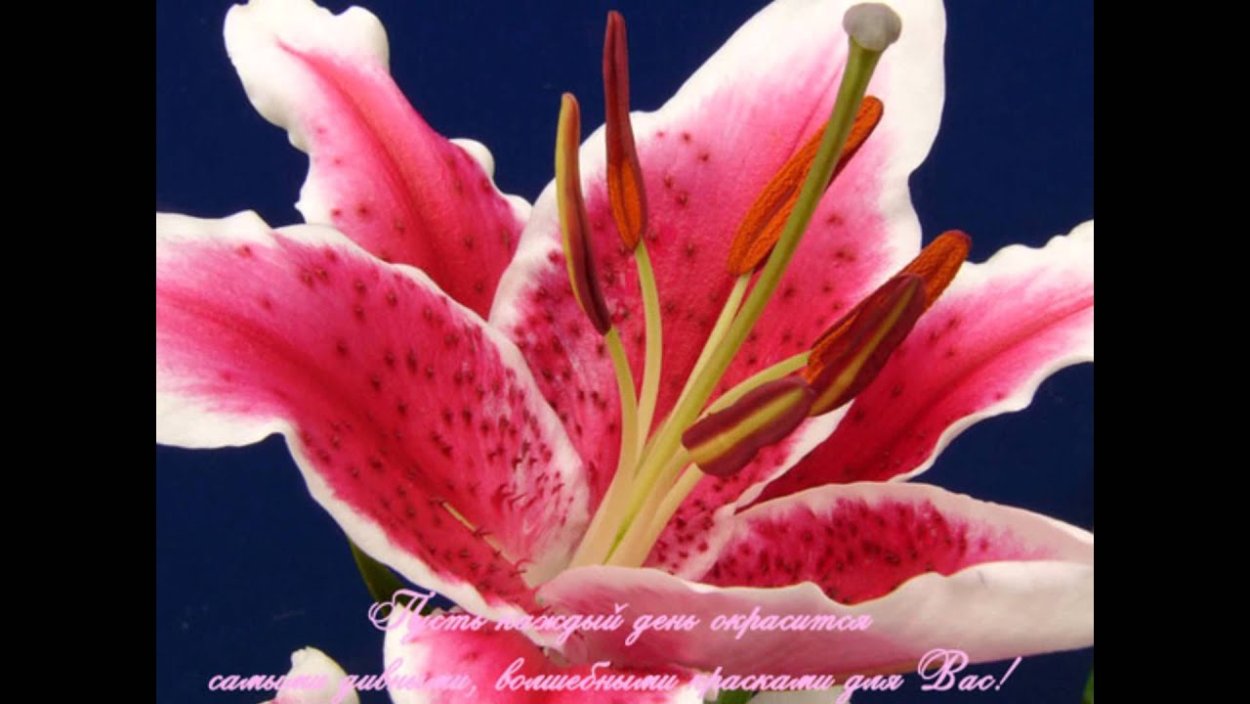 Букет лилий для любимой