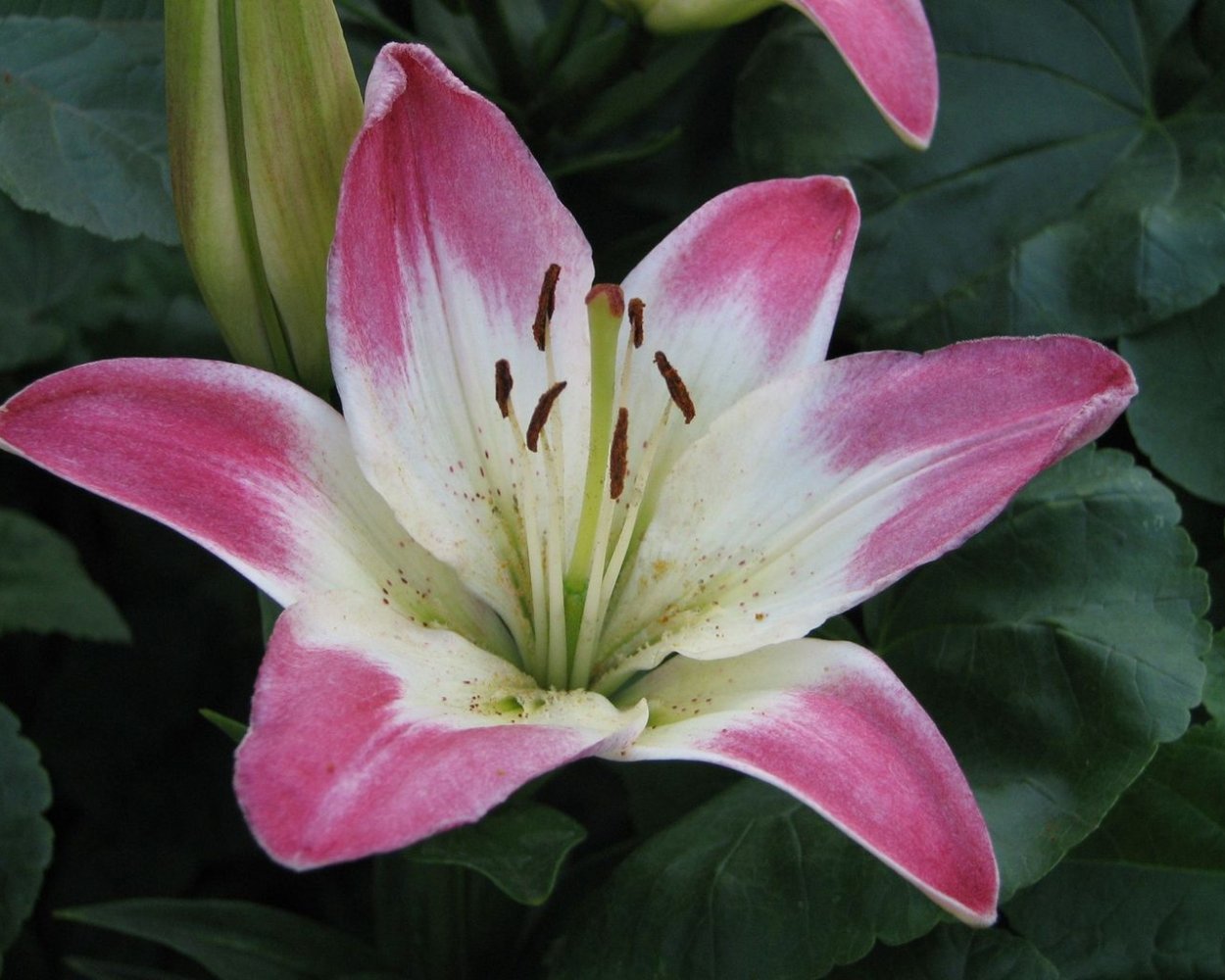 Лилия сорт "Ольга"