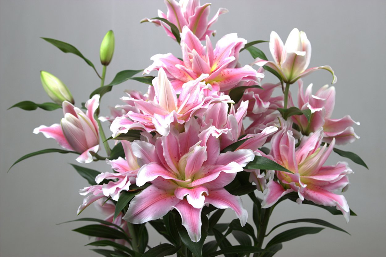 Лилия Бонанза