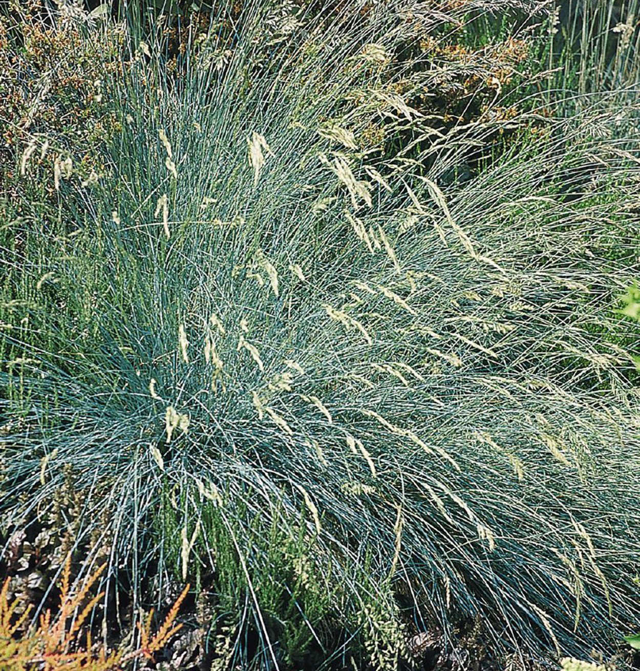Овсяница валисская Типчак