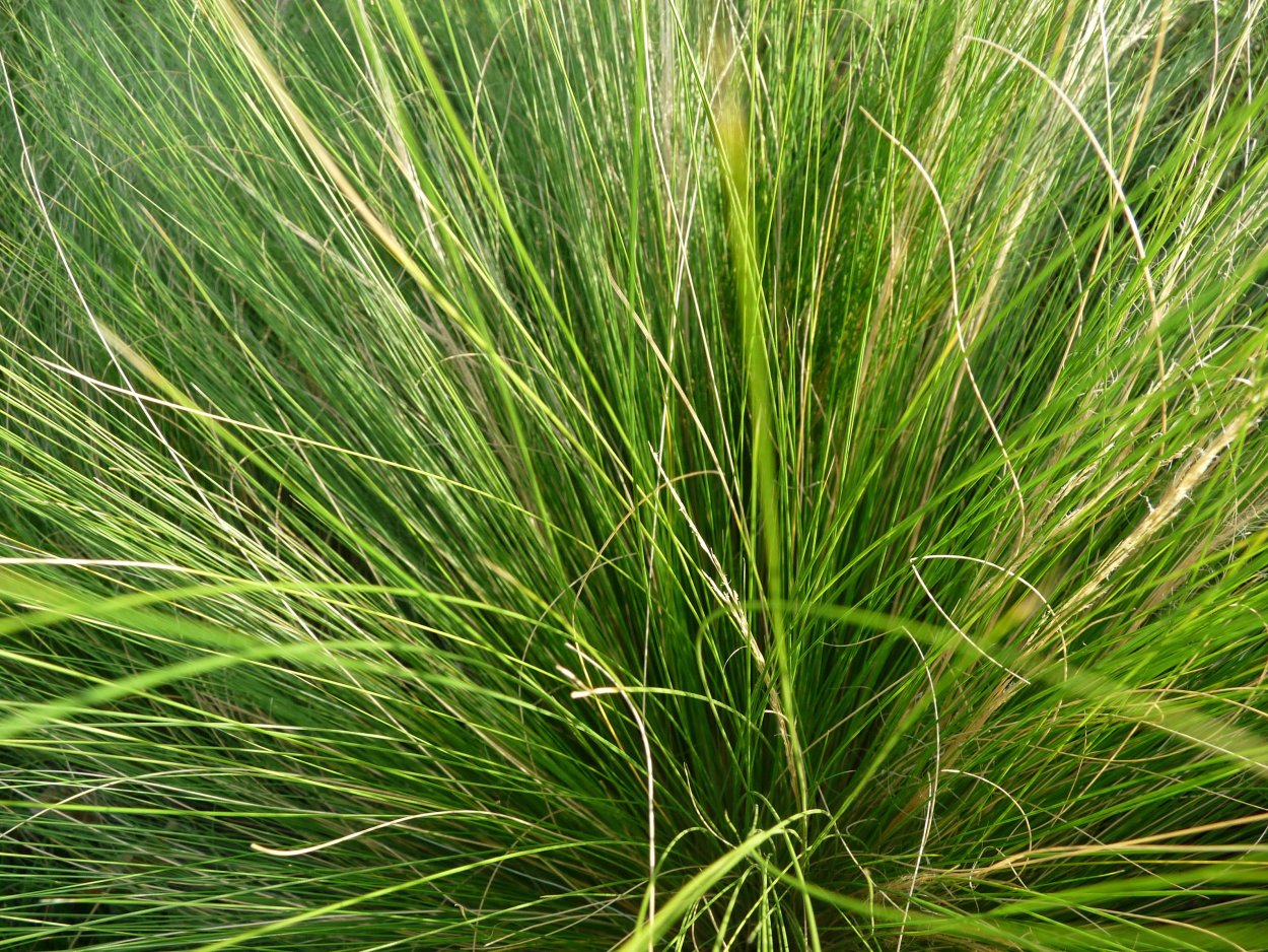 Овсяница Типчак