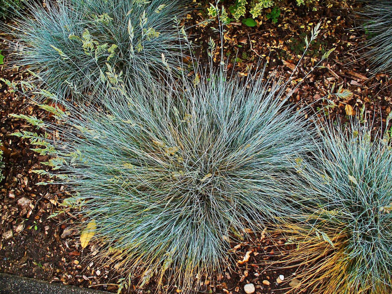 Овсяница Луговая (Festuca pratensis)