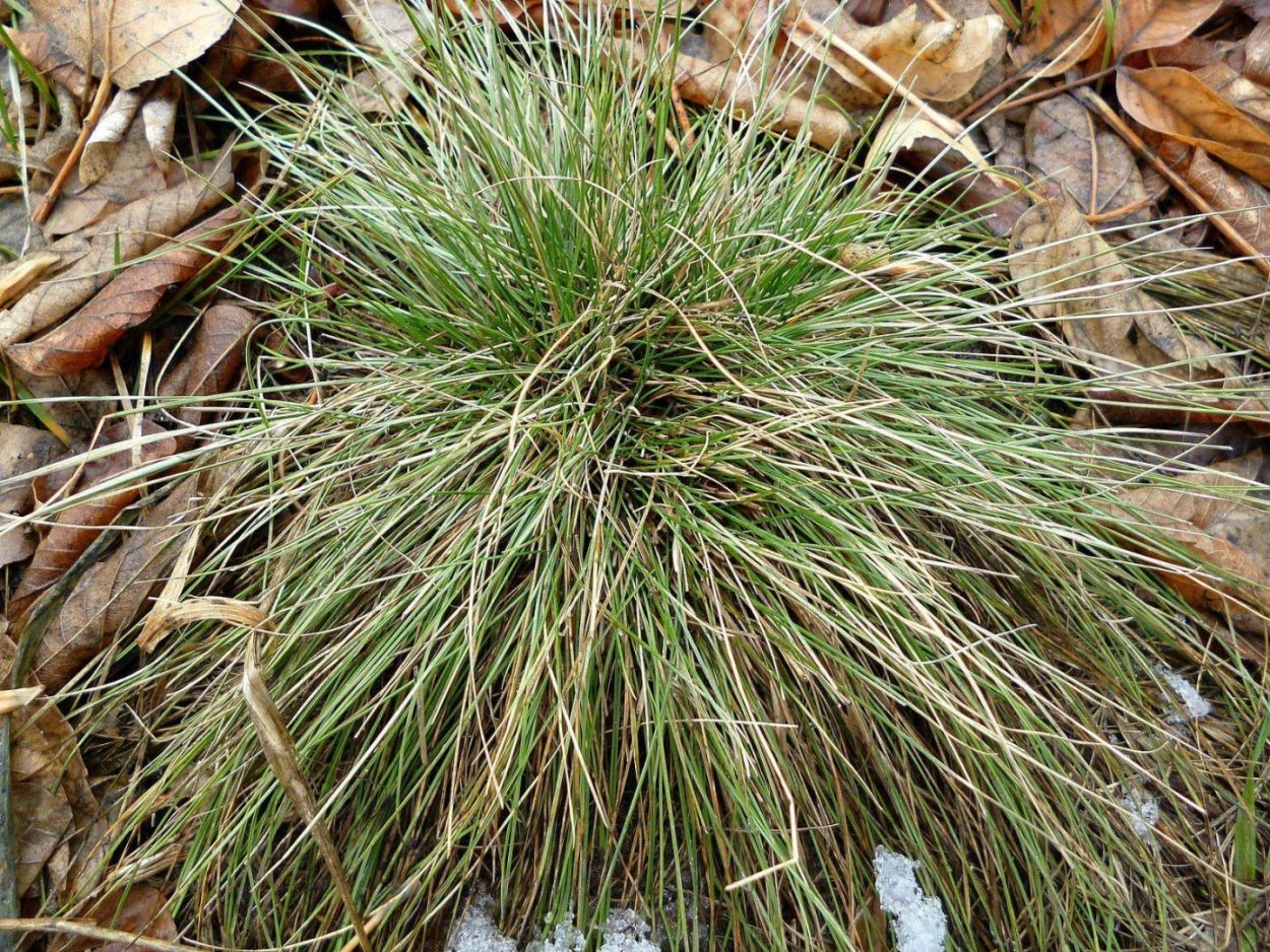 Овсяница овечья Риду