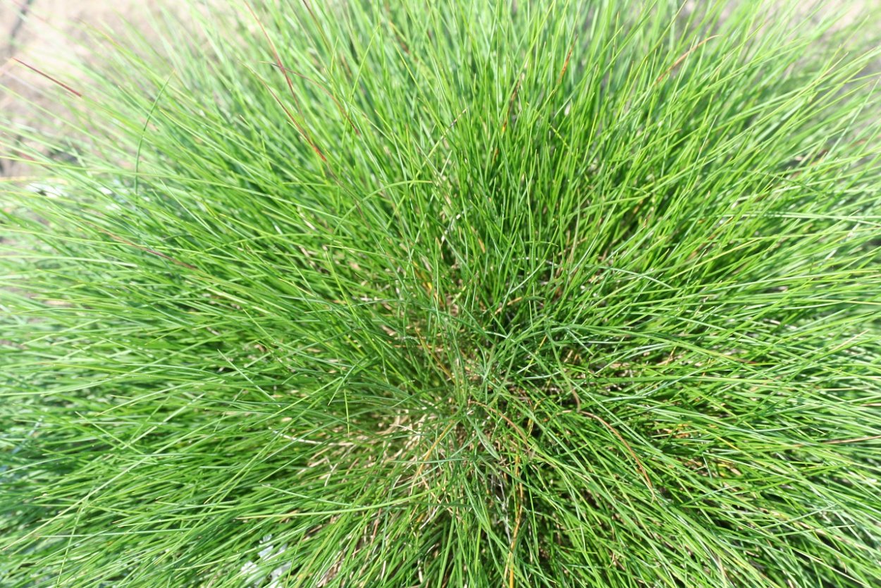 Овсяница сизая (Festuca glauca) "Varna"