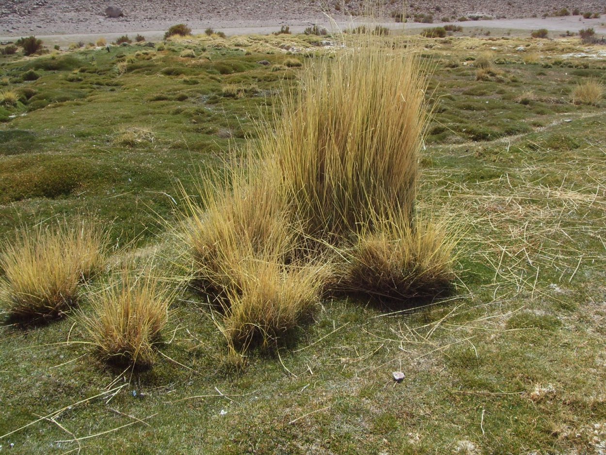 Овсяница валисская
