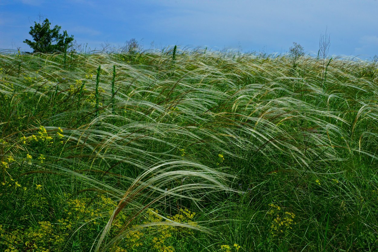 Злак Типчак