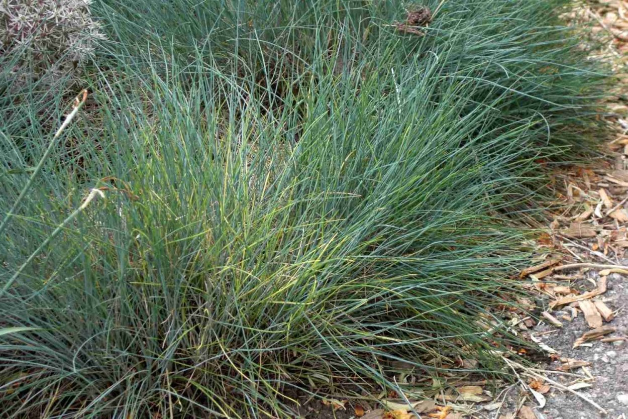 Овсяница валисская Типчак