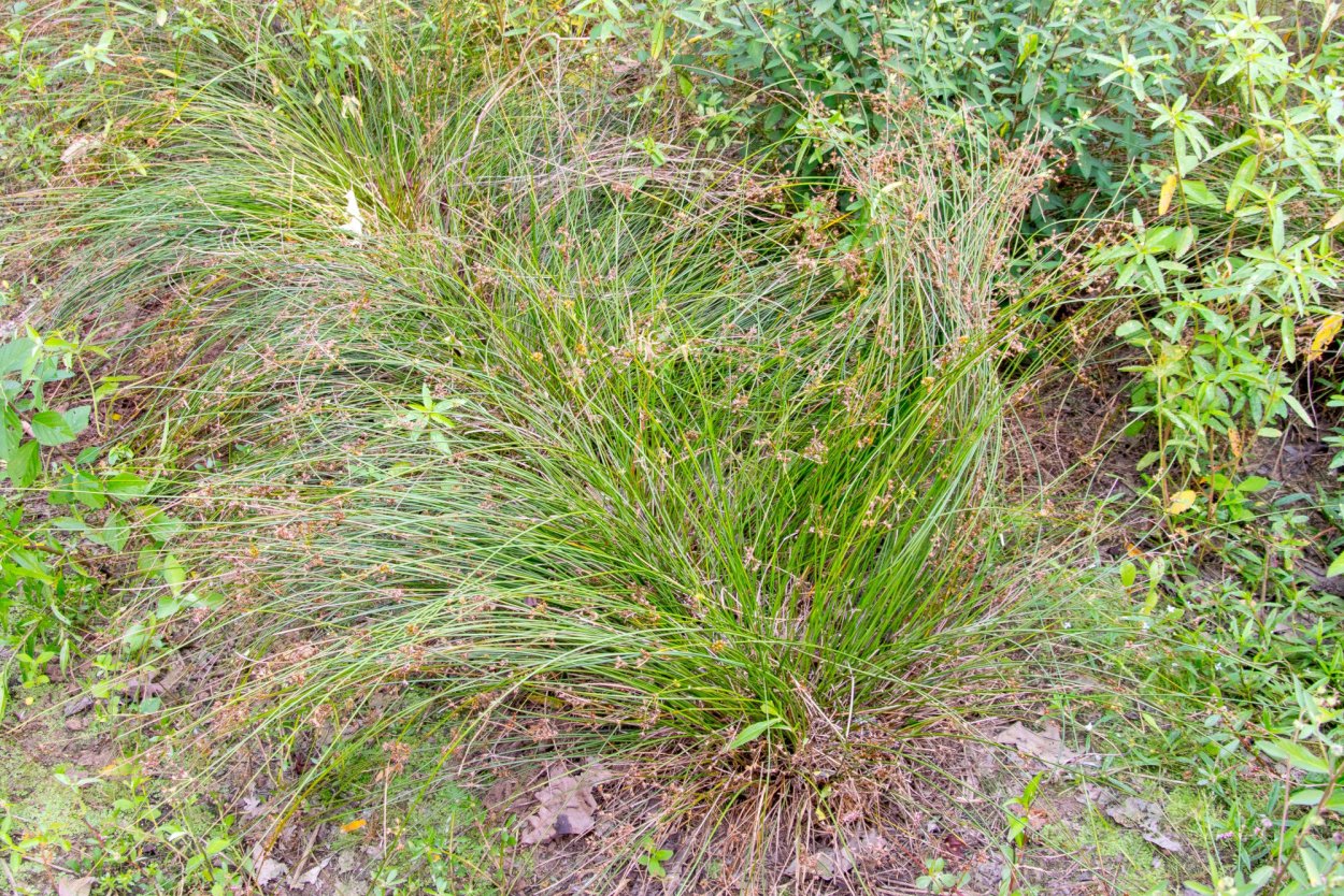 Festuca valesiaca Gaudin - овсяница валисская
