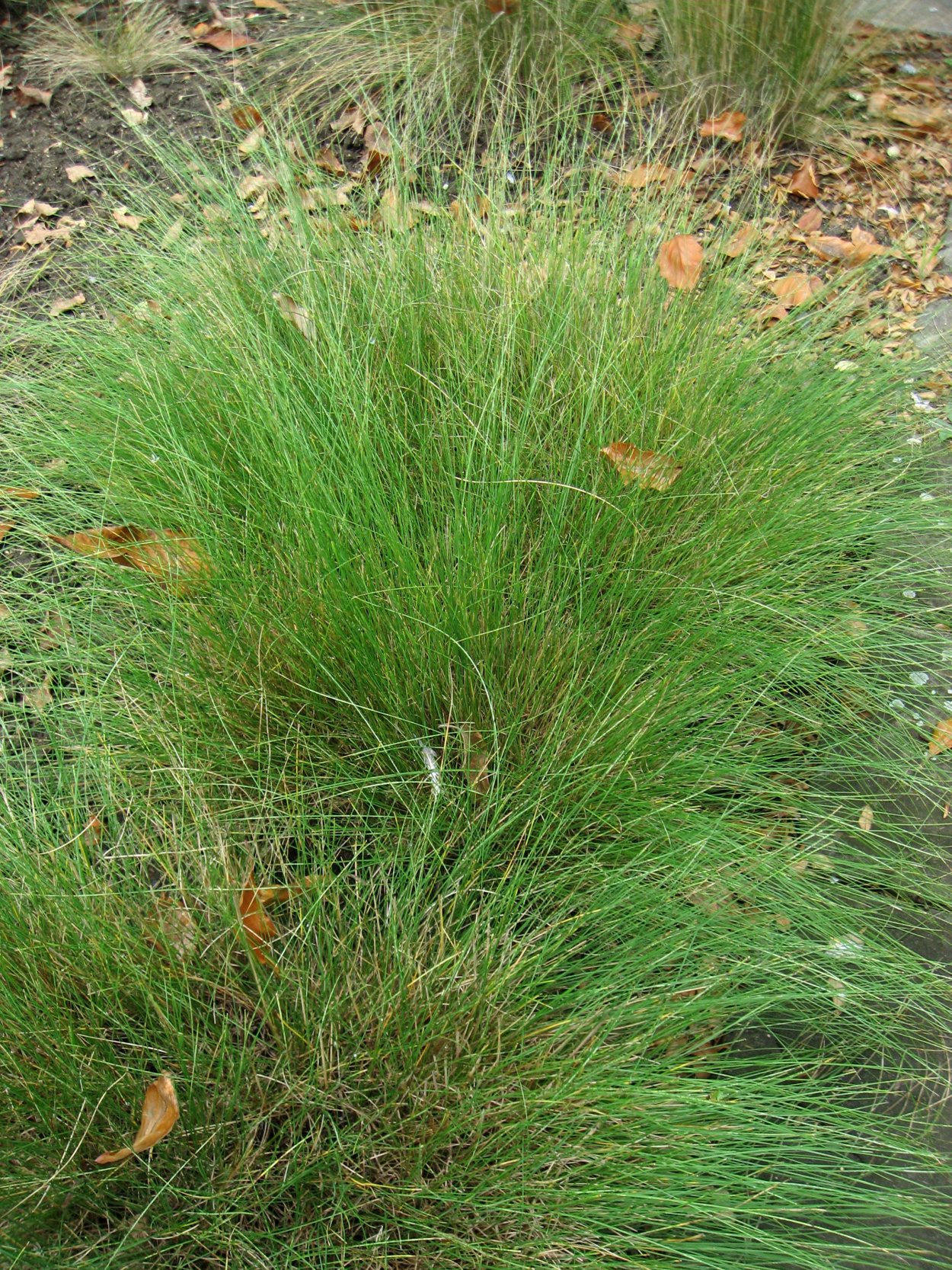 Трава Полевица побегоносная