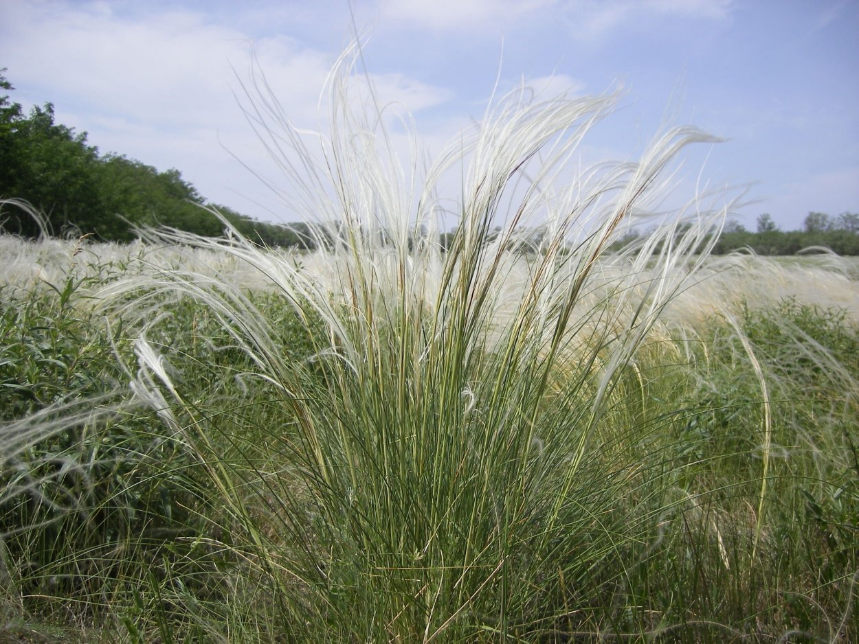 Овсяница Сибирская Типчак