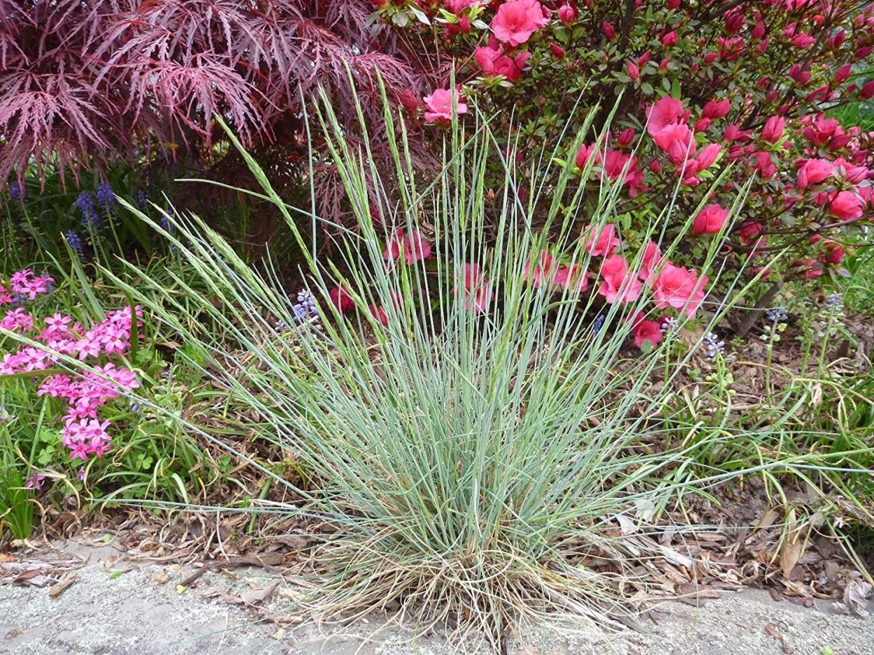 Овсяница Festuca cinerea