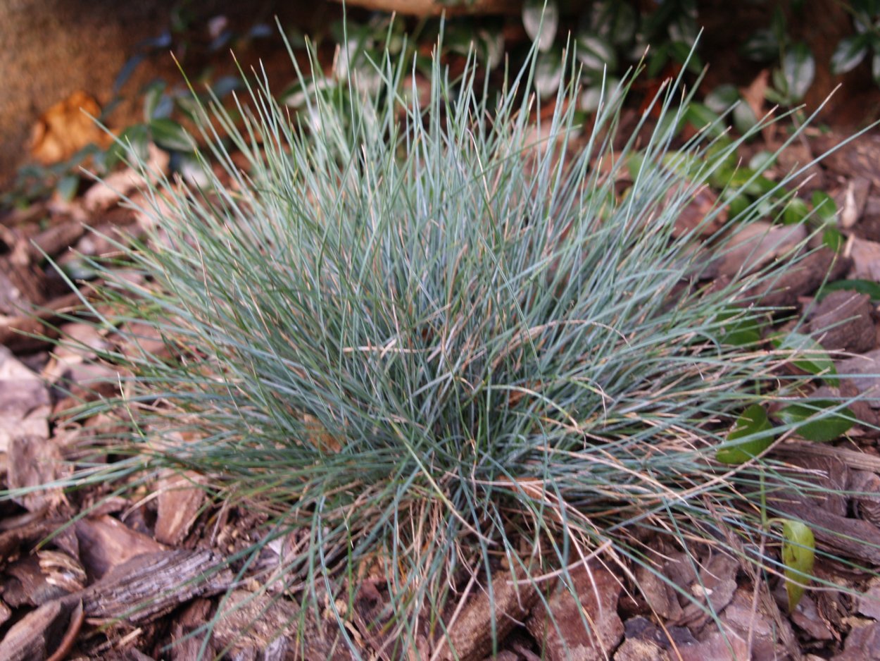 Овсяница Типчак